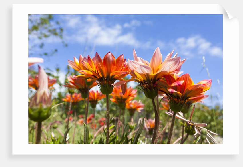 Gazania flowers by Anonymous