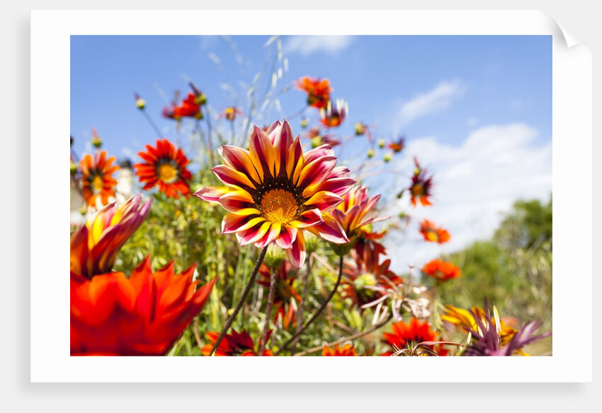 Gazania flowers by Anonymous