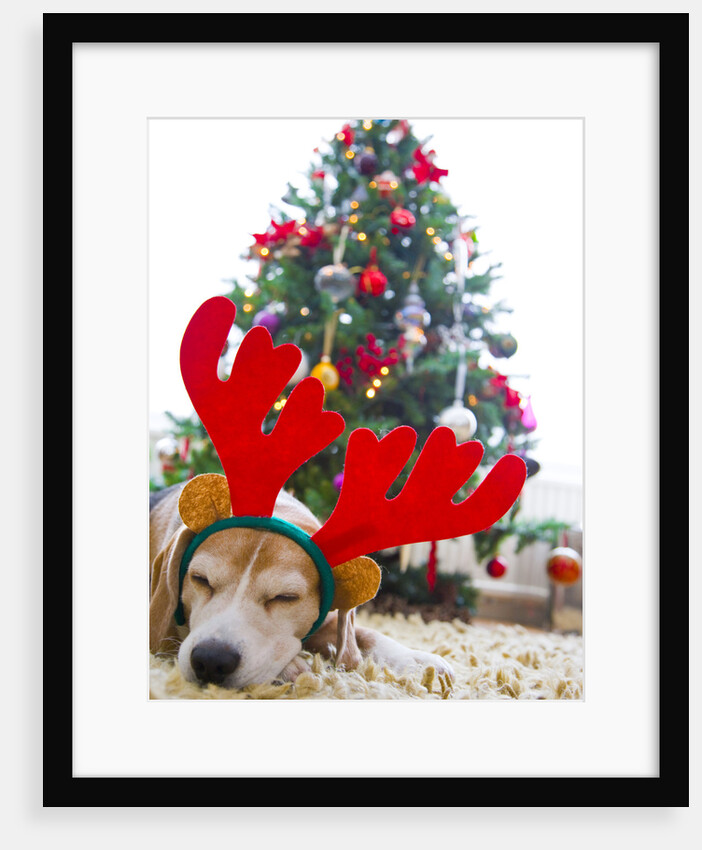 Sleeping Beagle Dog Wearing Christmas Antlers by Anonymous