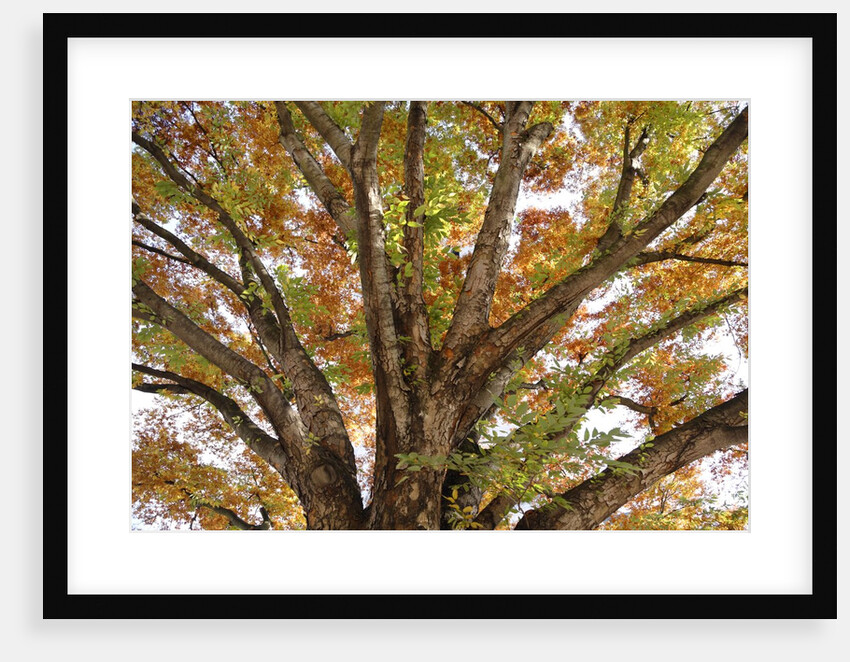 Tree in Autumn, Belgium by Anonymous