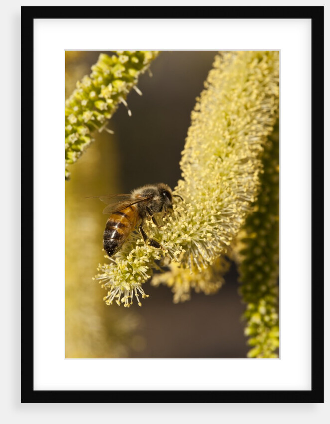 Close up of honey bee pollinating flower of Acacia Pycnantha tree by Anonymous