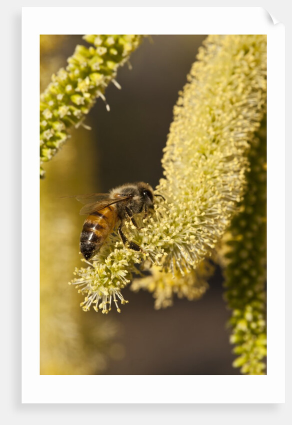 Close up of honey bee pollinating flower of Acacia Pycnantha tree by Anonymous