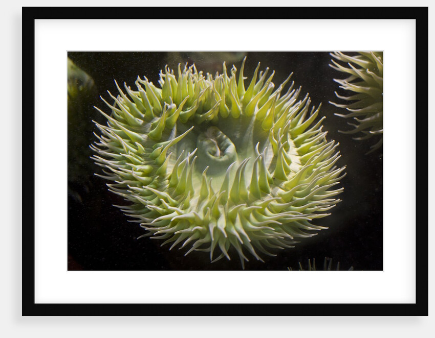Close up of green sea anemone at New England Aquarium by Anonymous