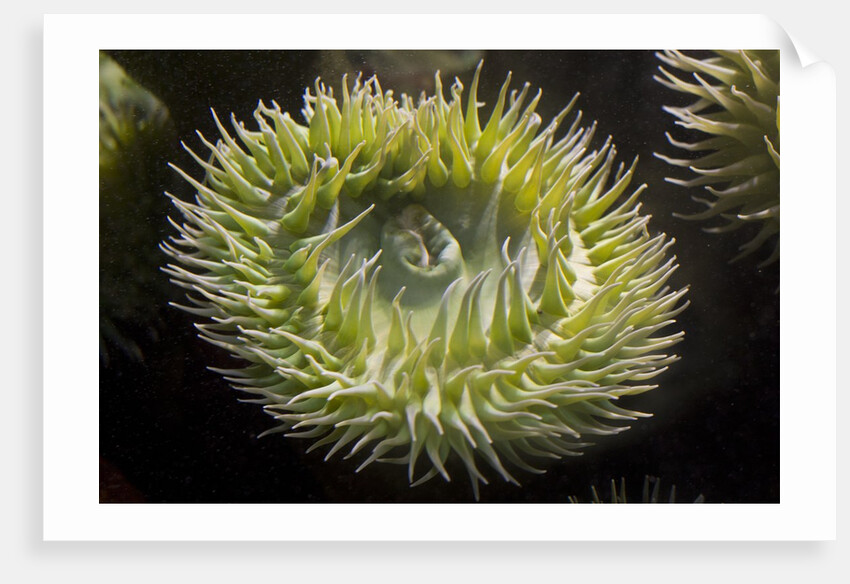 Close up of green sea anemone at New England Aquarium by Anonymous
