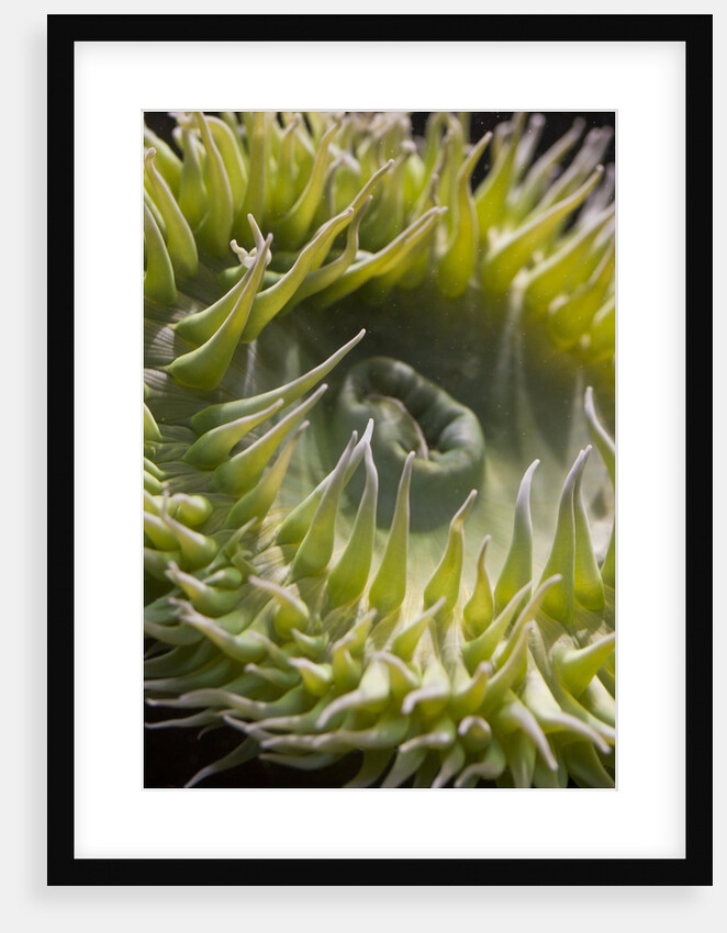 Close up of green sea anemone at New England Aquarium by Anonymous