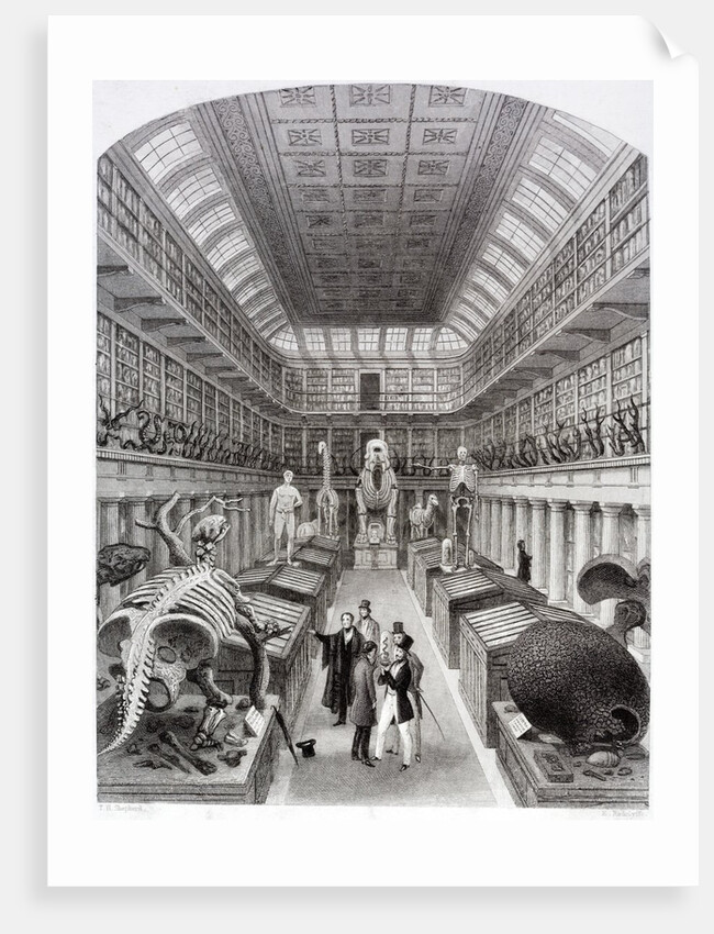 Hunterian Museum at the Royal College of Surgeons by Anonymous