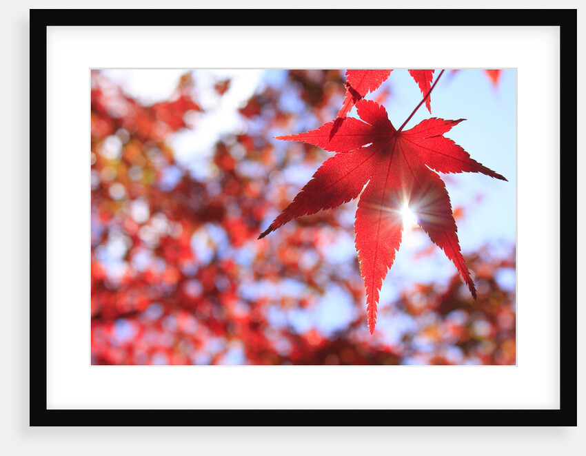 Sun Shining Through Maple Leaf by Anonymous
