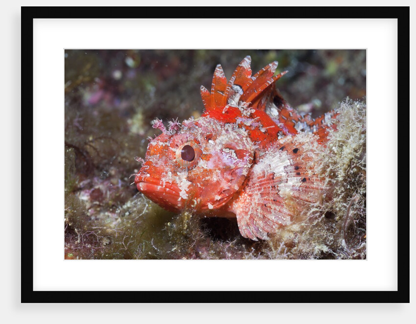 Lesser Red Scorpionfish (Scorpaena notata), Tamariu, Costa Brava, Mediterranean Sea, Spain by Anonymous