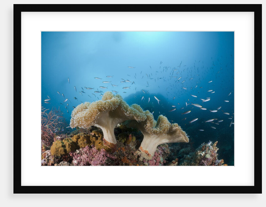 Mushroom Soft Corals (Sarcophyton), Raja Ampat, West Papua, Indonesia by Anonymous