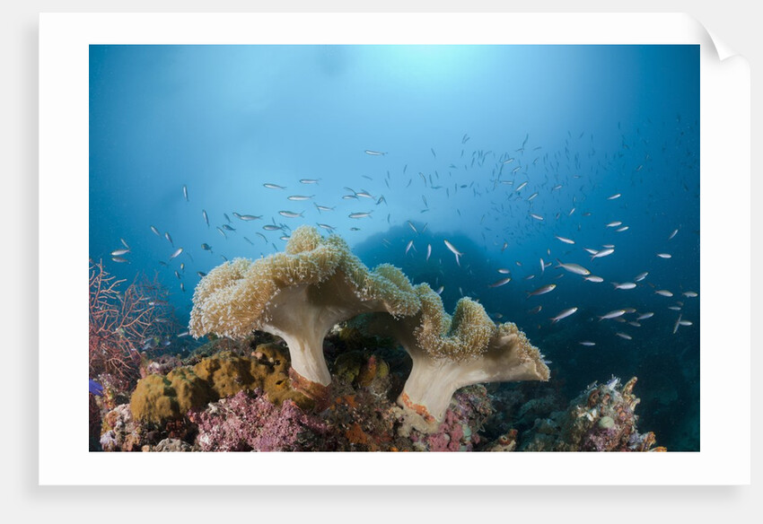 Mushroom Soft Corals (Sarcophyton), Raja Ampat, West Papua, Indonesia by Anonymous