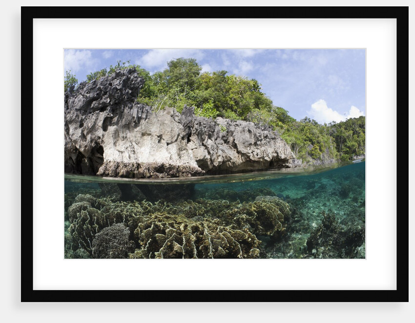 Shallow Coral Reef, Raja Ampat, West Papua, Indonesia by Anonymous