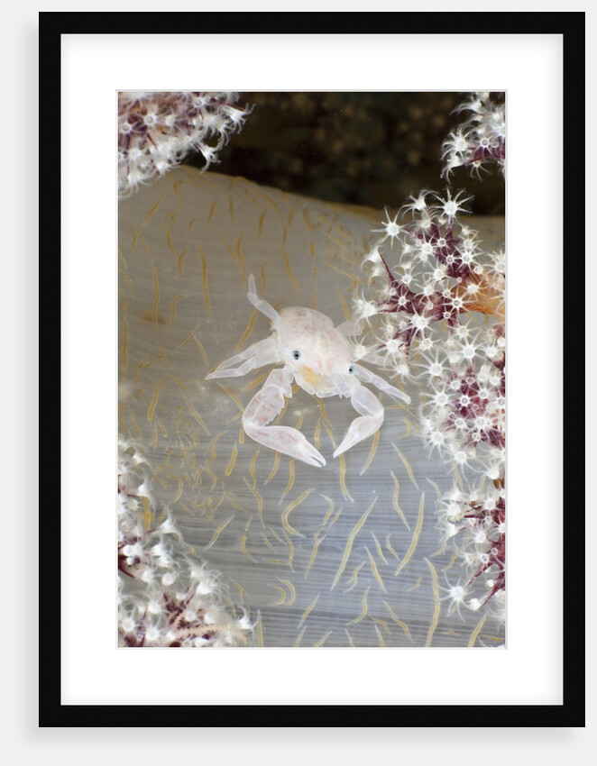 Porcelain Crab (Porcellanella triloba) on Soft Coral, Raja Ampat, West Papua, Indonesia by Anonymous