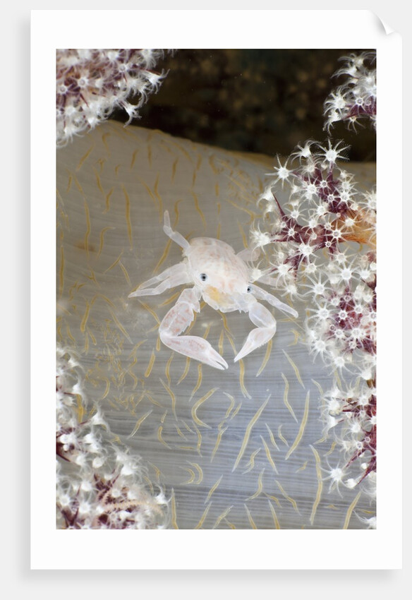 Porcelain Crab (Porcellanella triloba) on Soft Coral, Raja Ampat, West Papua, Indonesia by Anonymous