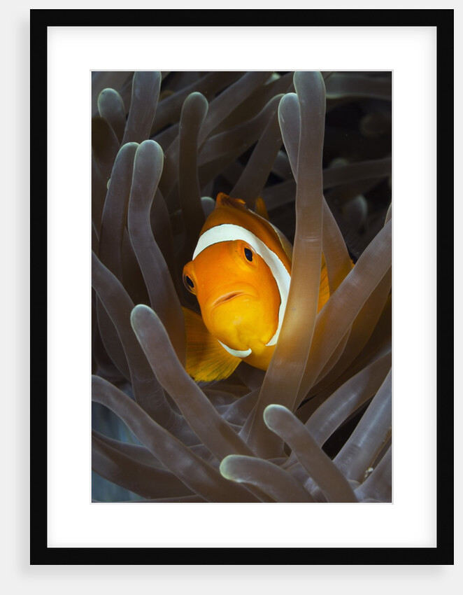 Clown Anemonefish (Amphiprion ocellaris), Raja Ampat, West Papua, Indonesia by Anonymous