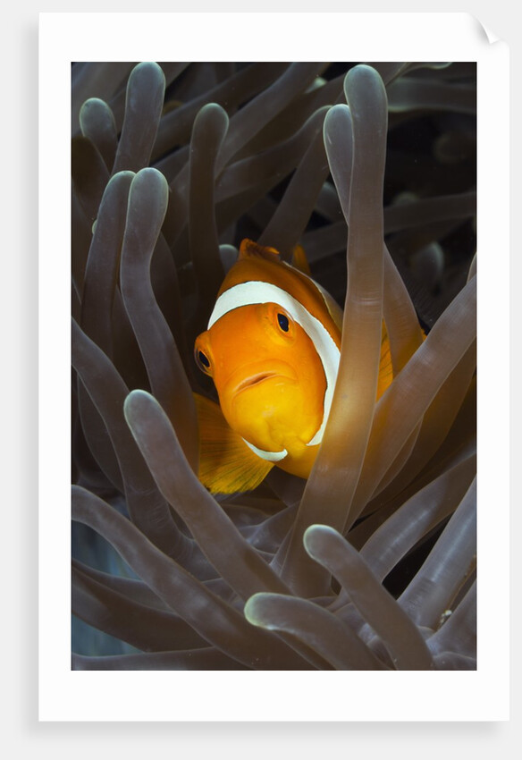 Clown Anemonefish (Amphiprion ocellaris), Raja Ampat, West Papua, Indonesia by Anonymous