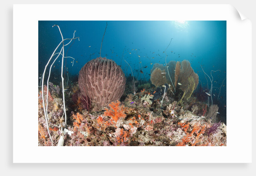 Coral Reef, Raja Ampat, West Papua, Indonesia by Anonymous