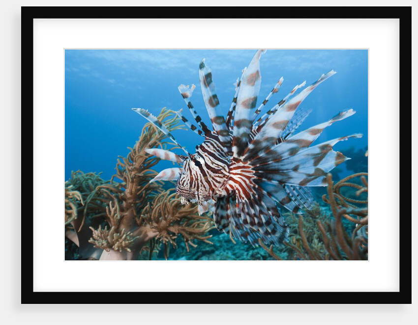 Lionfish (Pterois volitans), Raja Ampat, West Papua, Indonesia by Anonymous