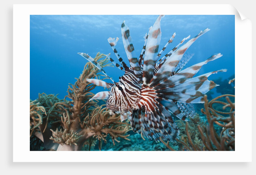 Lionfish (Pterois volitans), Raja Ampat, West Papua, Indonesia by Anonymous