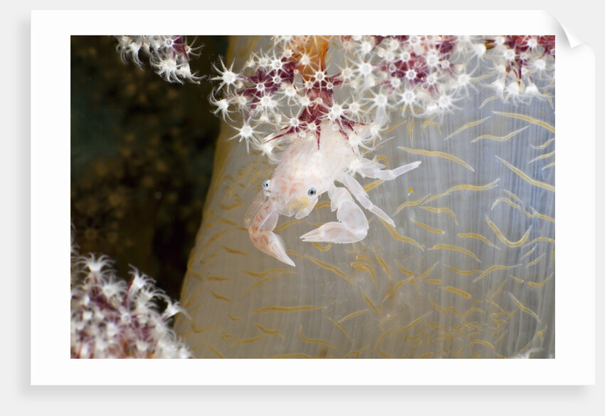 Porcelain Crab (Porcellanella triloba) on a Soft Coral, Raja Ampat, West Papua, Indonesia by Anonymous