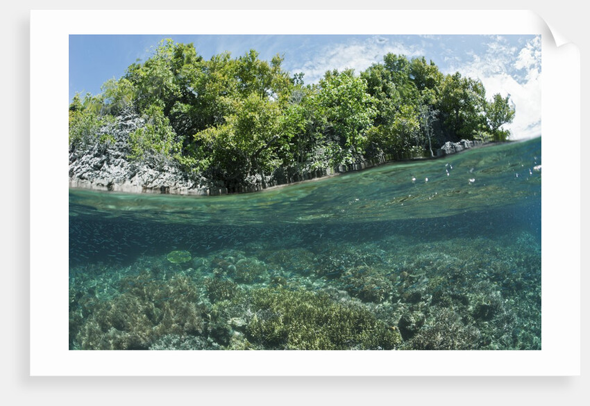 Shallow Coral Reef, Raja Ampat, West Papua, Indonesia by Anonymous