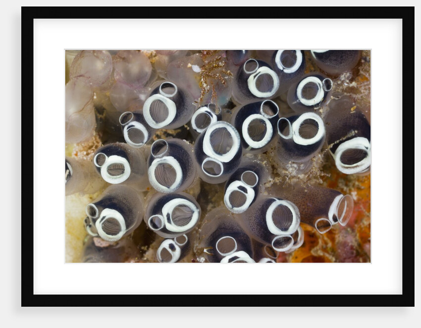 Colony of Tunicates (Clavelina robusta), Raja Ampat, West Papua, Indonesia by Anonymous