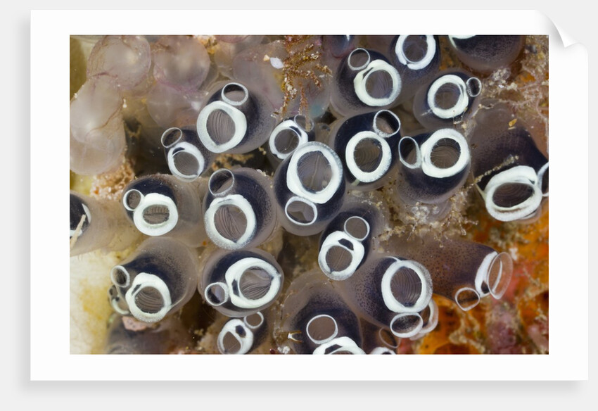 Colony of Tunicates (Clavelina robusta), Raja Ampat, West Papua, Indonesia by Anonymous