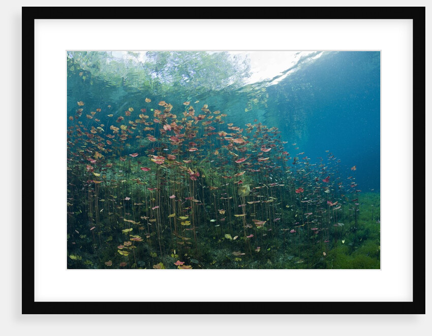 Water Lilies in Car Wash Cenote, Aktun Ha, Tulum, Yucatan Peninsula, Mexico by Anonymous