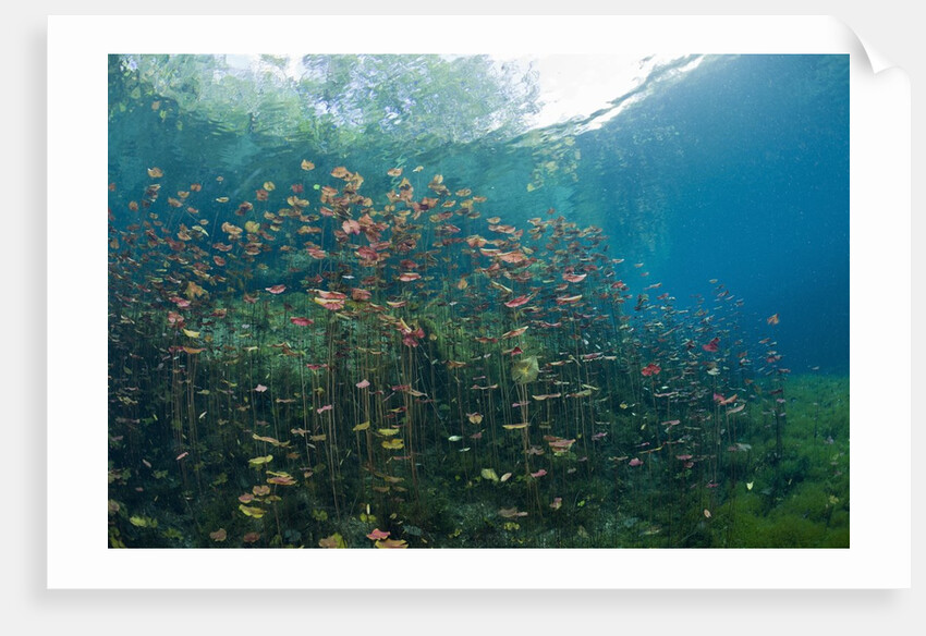 Water Lilies in Car Wash Cenote, Aktun Ha, Tulum, Yucatan Peninsula, Mexico by Anonymous