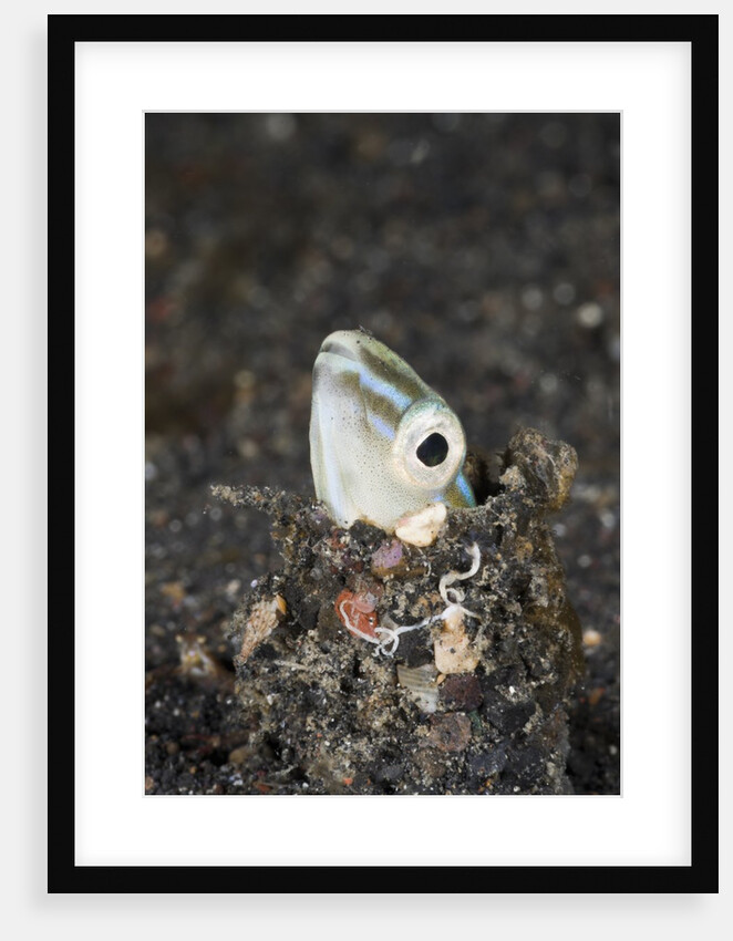 Snake or Hairtail Blenny head (Xiphasia setifer), Lembeh Strait, North Sulawesi, Indonesia by Anonymous