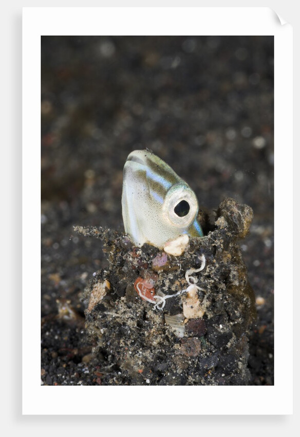 Snake or Hairtail Blenny head (Xiphasia setifer), Lembeh Strait, North Sulawesi, Indonesia by Anonymous