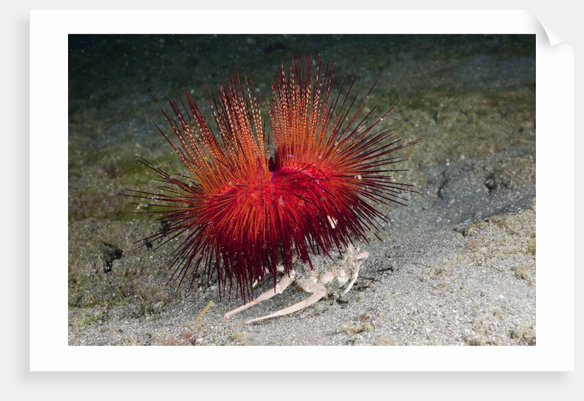 Urchin Crab (Dorippe frascone) carrying a Red Sea Urchin (Astropyga radiata), Lembeh Strait, North Sulawesi, Indonesia by Anonymous