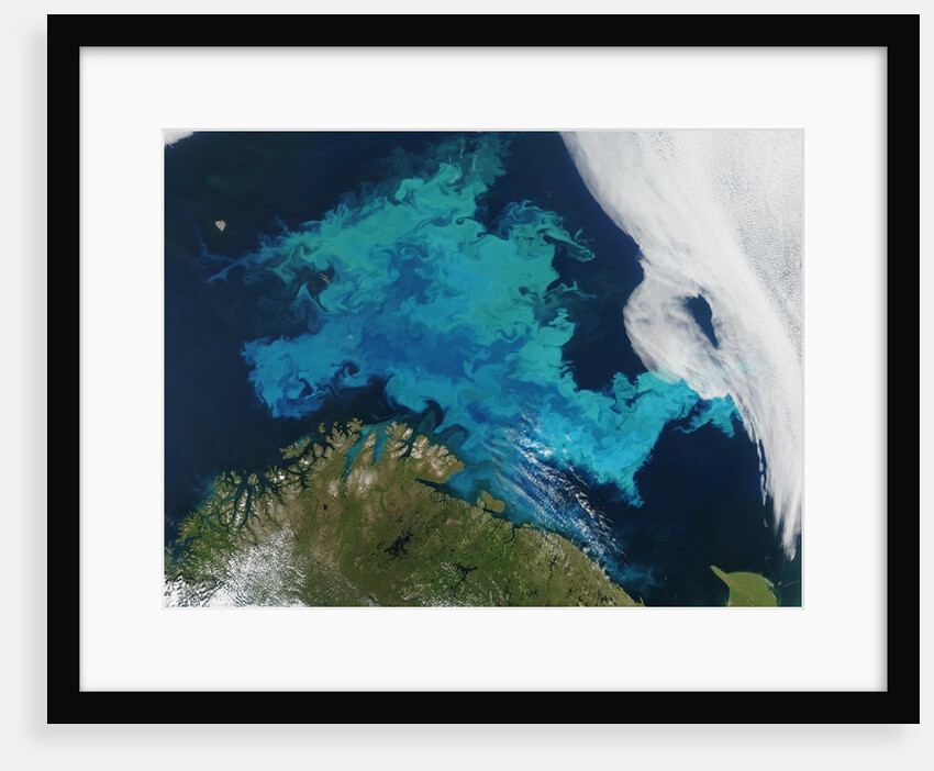 Phytoplankton bloom in the Barents Sea by Anonymous