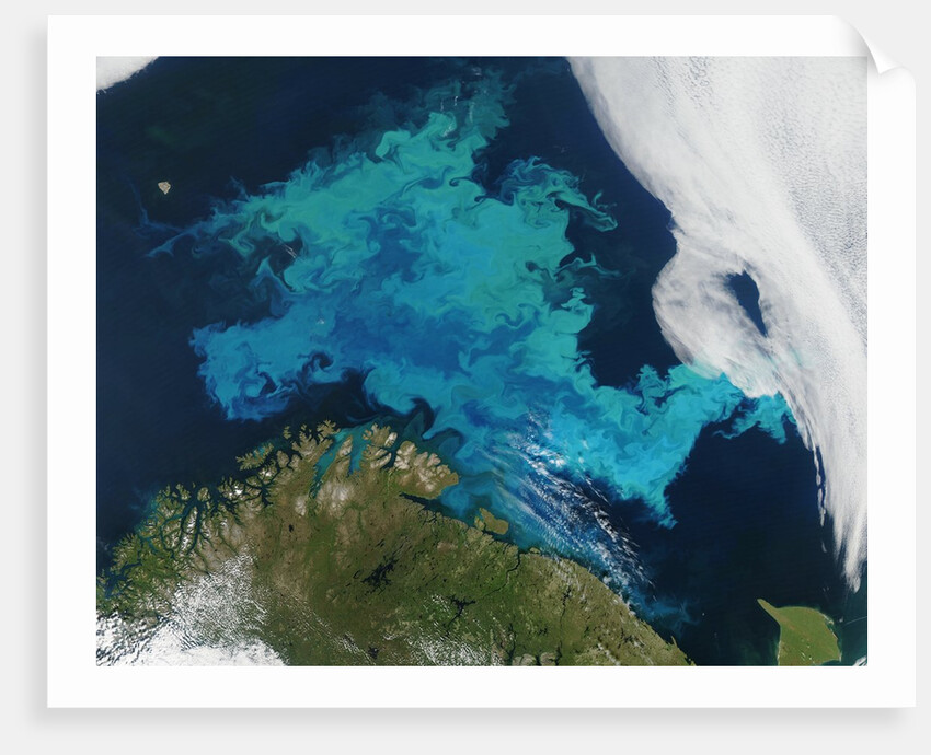 Phytoplankton bloom in the Barents Sea by Anonymous