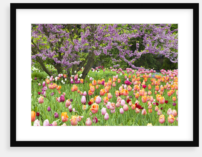 Blooming garden by Anonymous