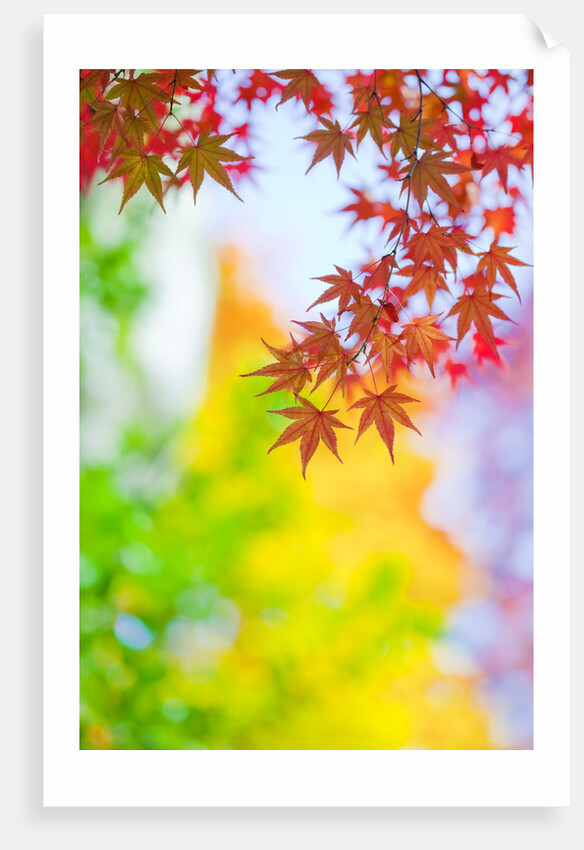 Autumnal Maple Trees by Anonymous