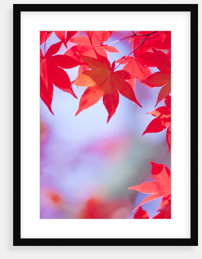 Autumnal Maple Trees by Anonymous