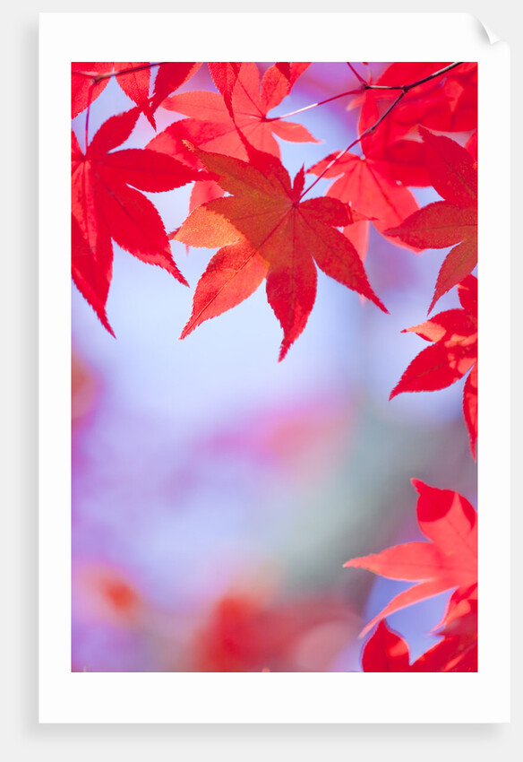 Autumnal Maple Trees by Anonymous