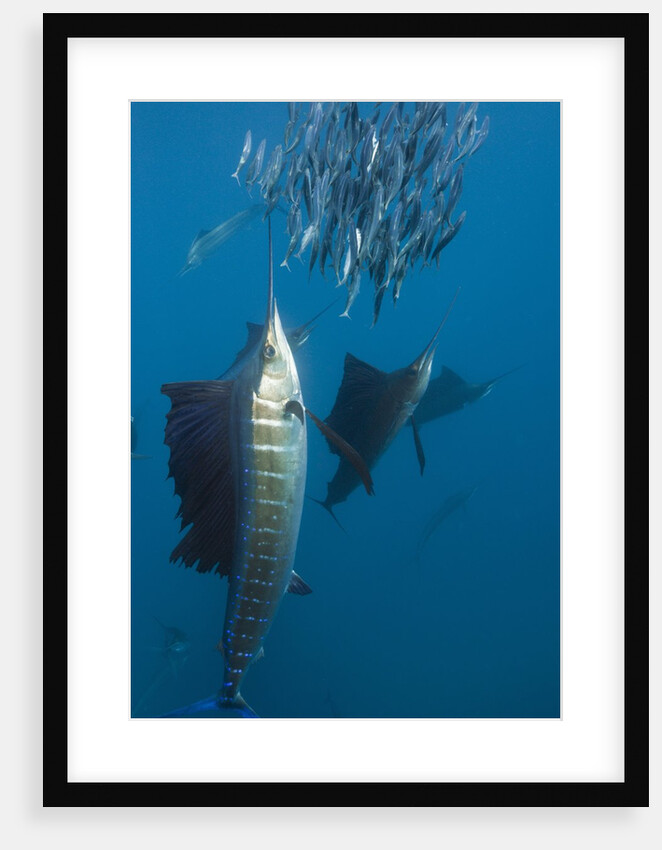 Atlantic Sailfish (Istiophorus albicans) hunting Sardines, Isla Mujeres, Yucatan Peninsula, Caribbean Sea, Mexico. by Anonymous