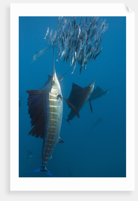Atlantic Sailfish (Istiophorus albicans) hunting Sardines, Isla Mujeres, Yucatan Peninsula, Caribbean Sea, Mexico. by Anonymous