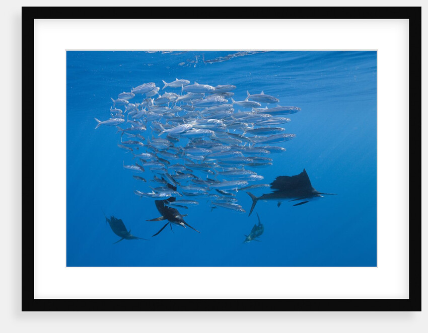 Atlantic Sailfish (Istiophorus albicans) hunting Sardines, Isla Mujeres, Yucatan Peninsula, Caribbean Sea, Mexico. by Anonymous