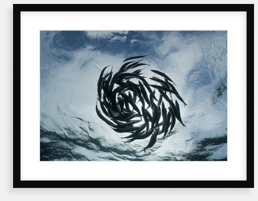 True Sardines (Sardina pilchardus) schoaling, Isla Mujeres, Yucatan Peninsula, Caribbean Sea, Mexico. by Anonymous