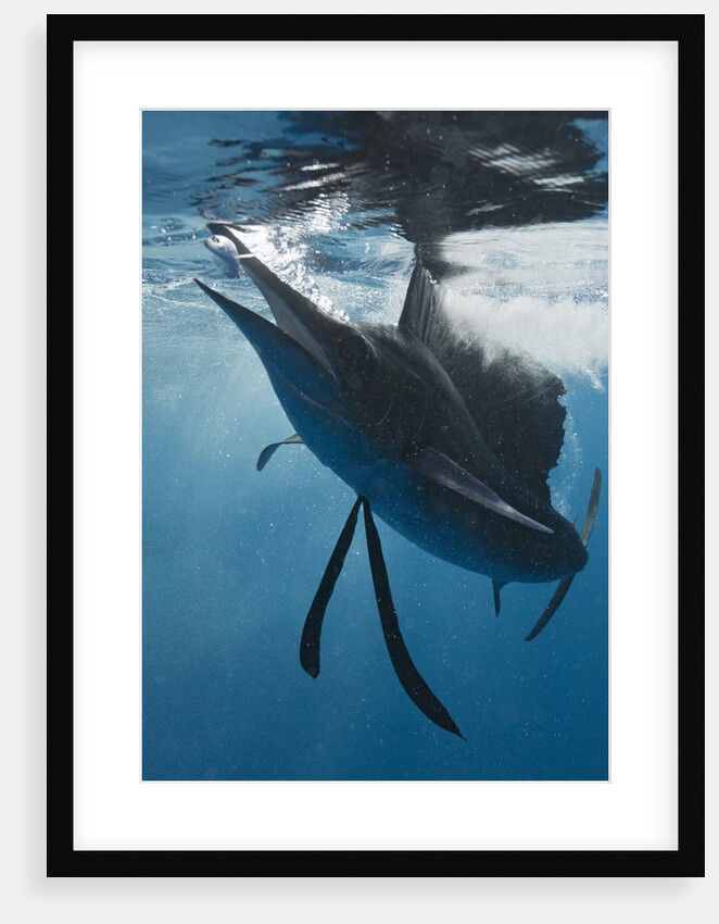 Atlantic Sailfish (Istiophorus albicans) hunting Sardines, Isla Mujeres, Yucatan Peninsula, Caribbean Sea, Mexico. by Anonymous