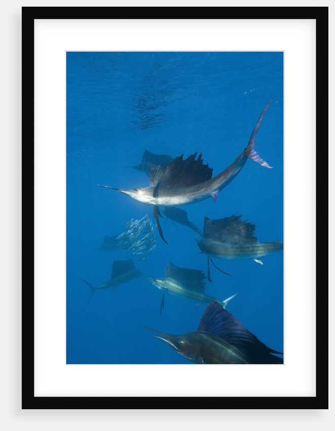 Atlantic Sailfish (Istiophorus albicans) hunting Sardines, Isla Mujeres, Yucatan Peninsula, Caribbean Sea, Mexico. by Anonymous