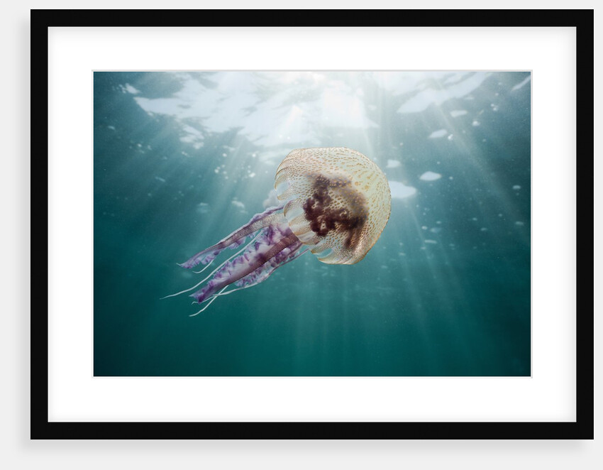 Mauve Stinger Jellyfish (Pelagia noctiluca), Cap de Creus, Costa Brava, Spain by Anonymous