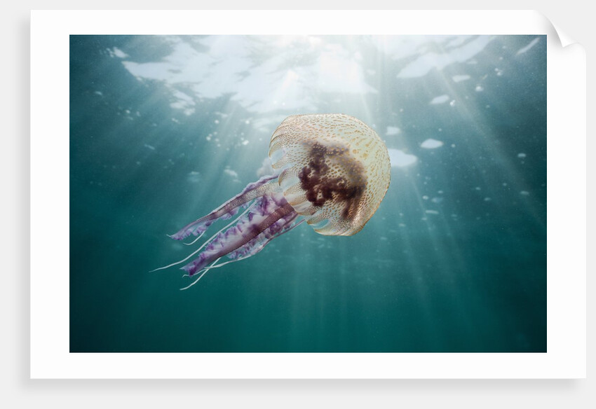 Mauve Stinger Jellyfish (Pelagia noctiluca), Cap de Creus, Costa Brava, Spain by Anonymous