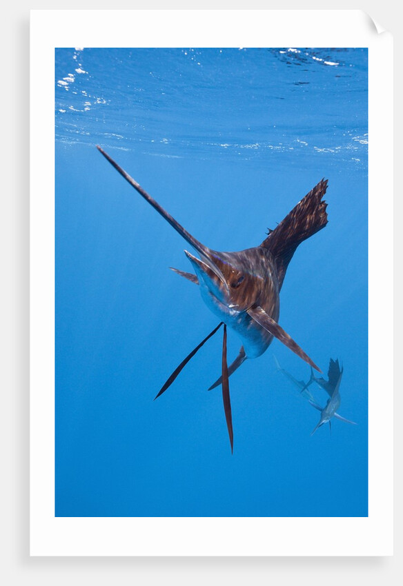Atlantic Sailfish (Istiophorus albicans), Isla Mujeres, Yucatan Peninsula, Caribbean Sea, Mexico. by Anonymous