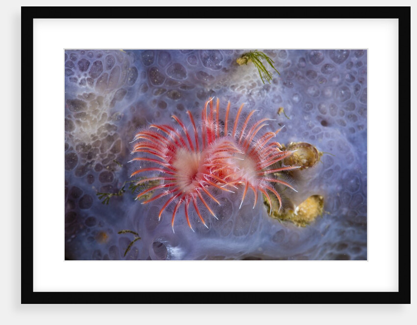 Red Tube Worm (Serpula vermicularis), Cap de Creus, Costa Brava, Spain by Anonymous