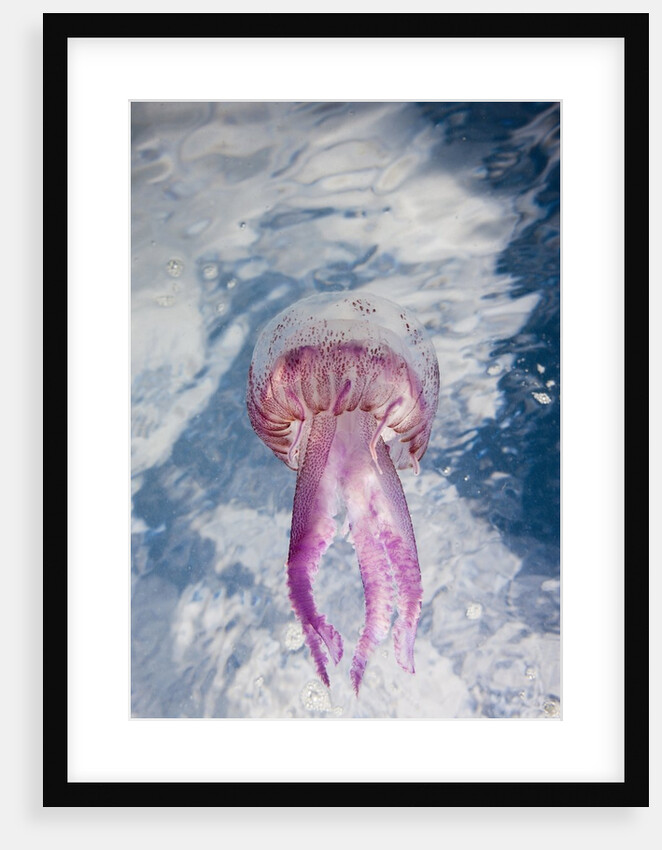 Mauve Stinger Jellyfish (Pelagia noctiluca), Cap de Creus, Costa Brava, Spain by Anonymous