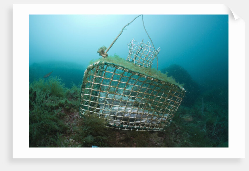Fish trap over a Coral Reef, Cap de Creus, Costa Brava, Spain by Anonymous