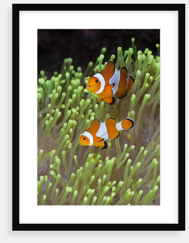Blue Starfish on a Coral Reef (Linckia laevigata), Alam Batu, Bali, Indonesia by Anonymous